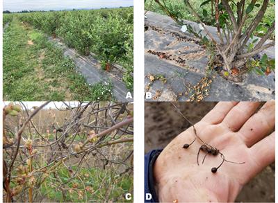 Weed control with saturated steam in organic highbush blueberry